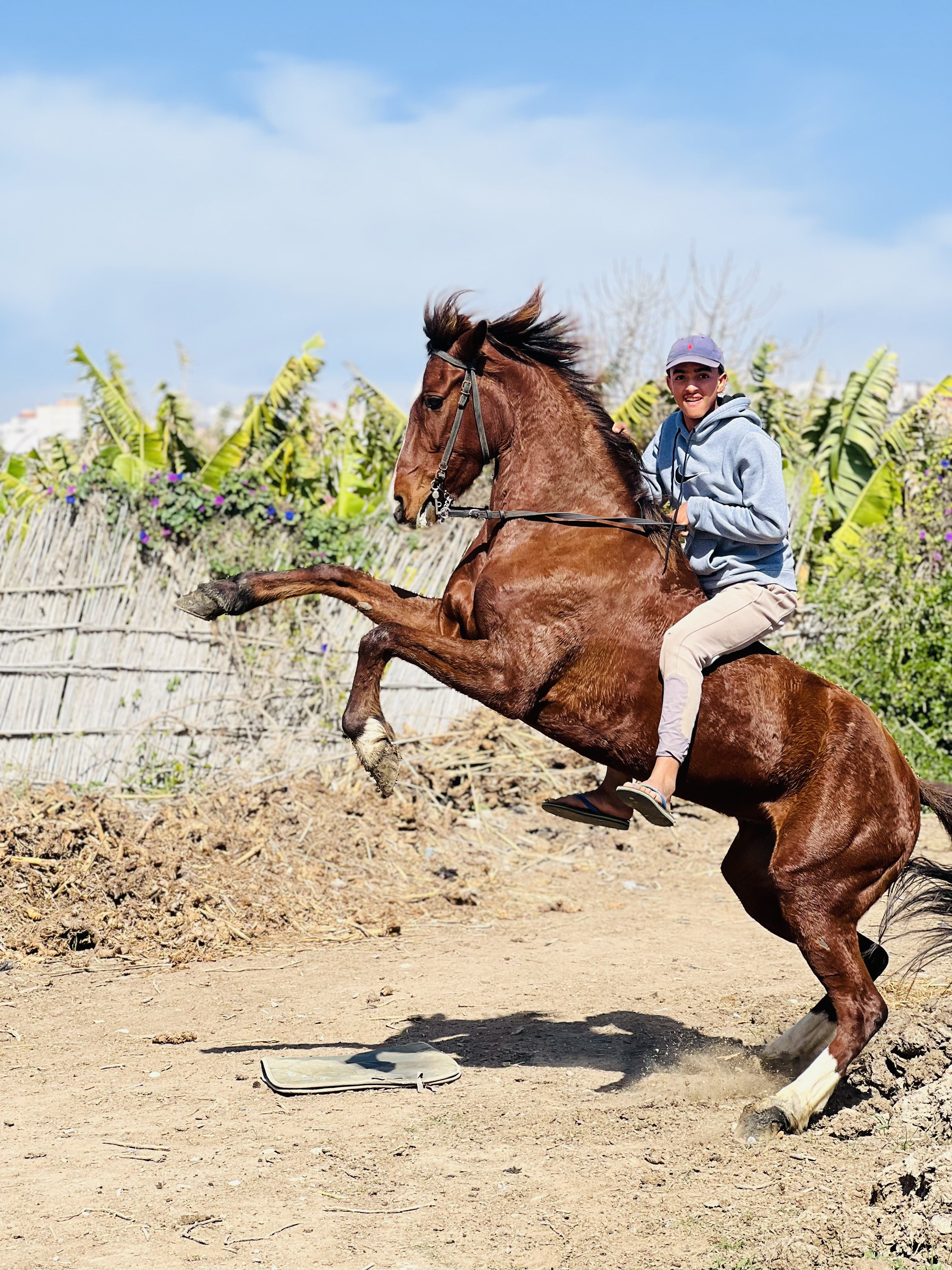 Abdolatif with his horses on the Agadir coast